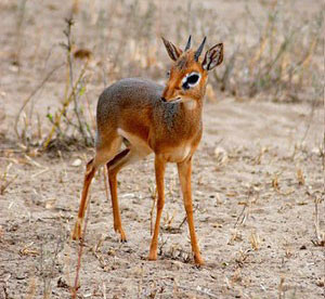 Dik-Dik
