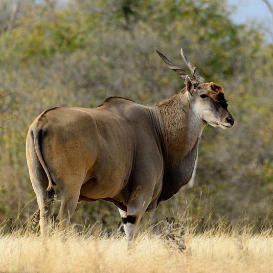 Cape Eland