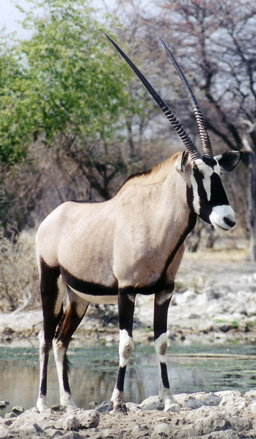 Hunting Sustainability in Namibia